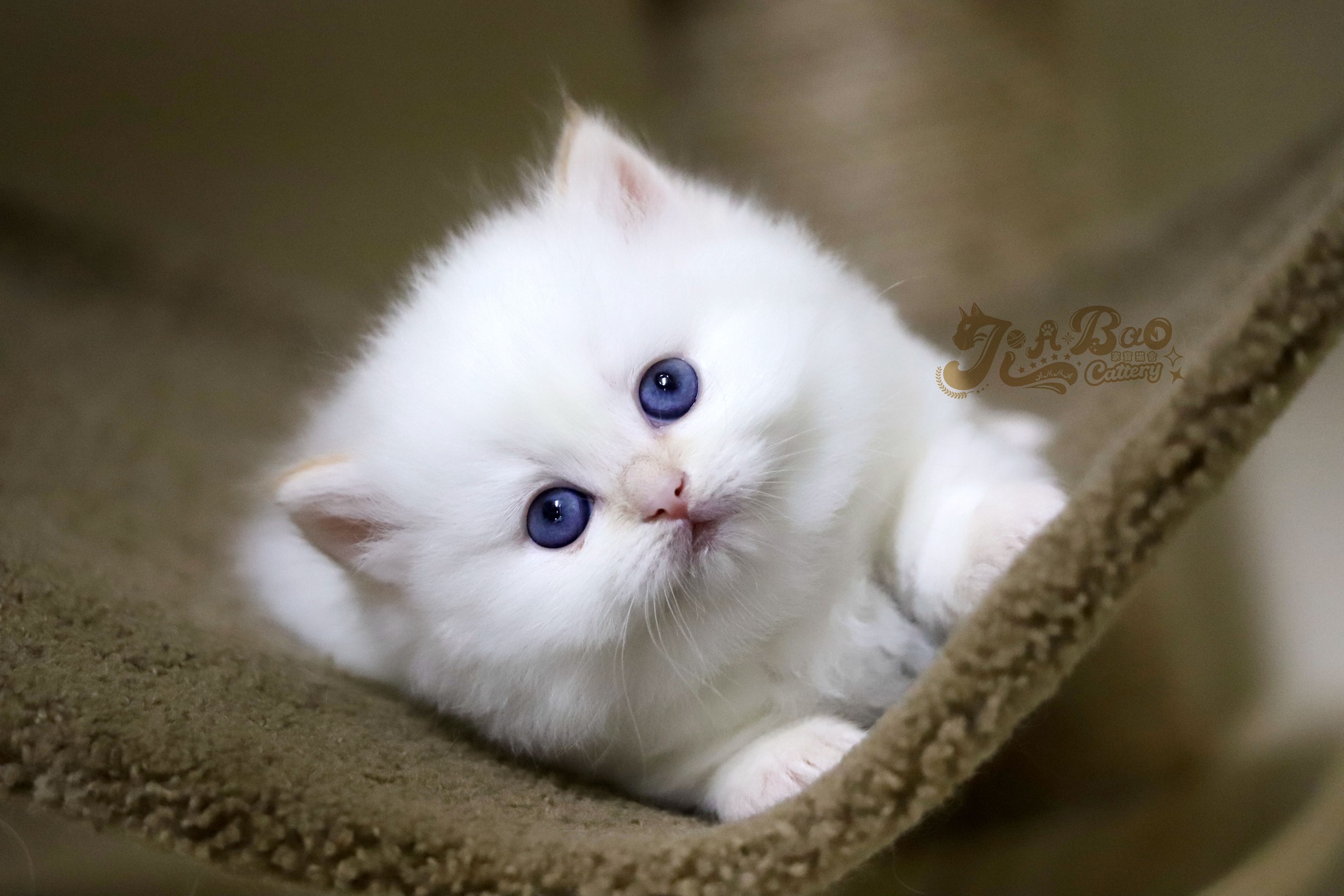 家寶寵物／火焰色小步舞曲