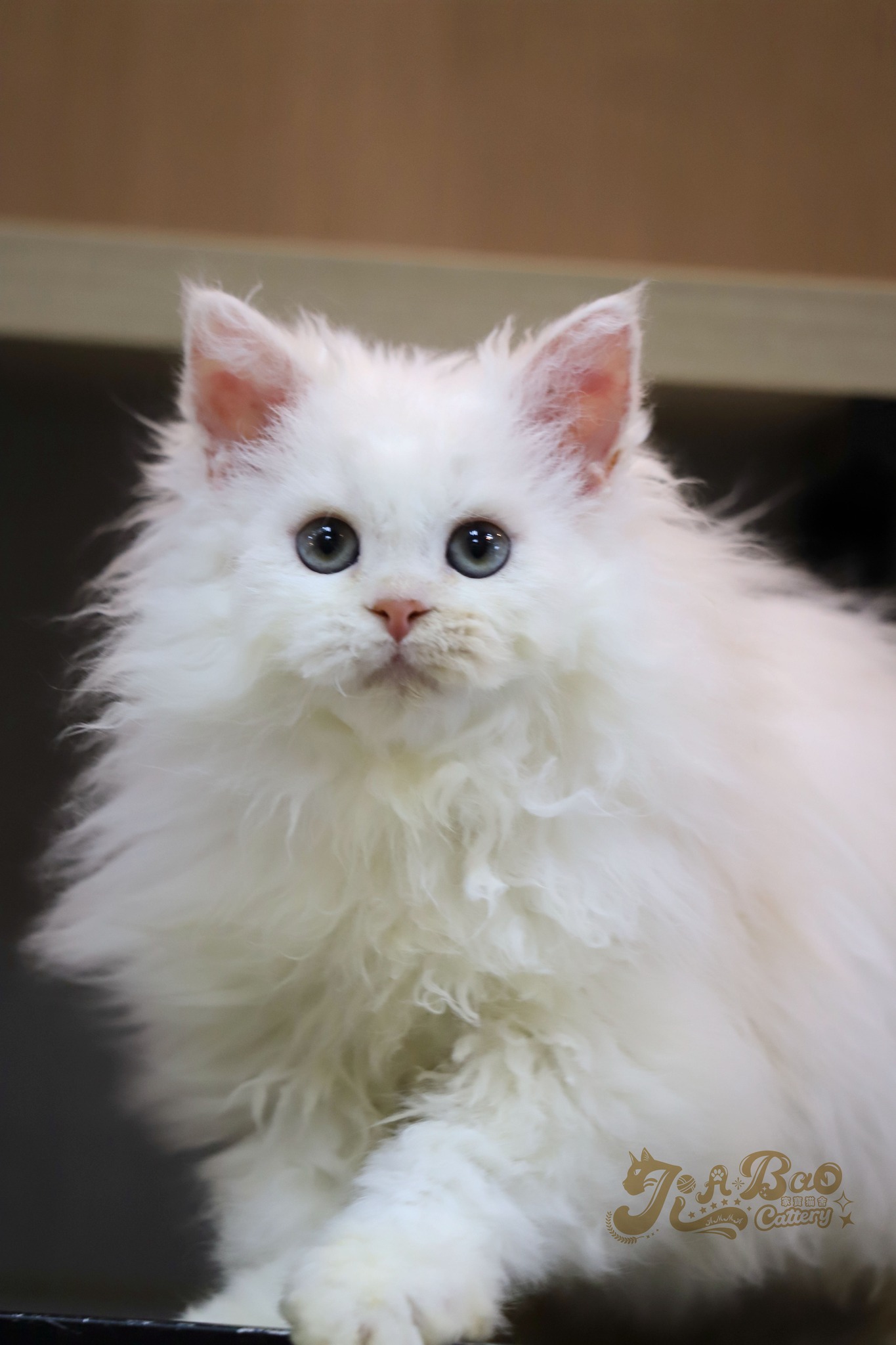 家寶寵物／凱米爾賽爾凱克捲毛貓