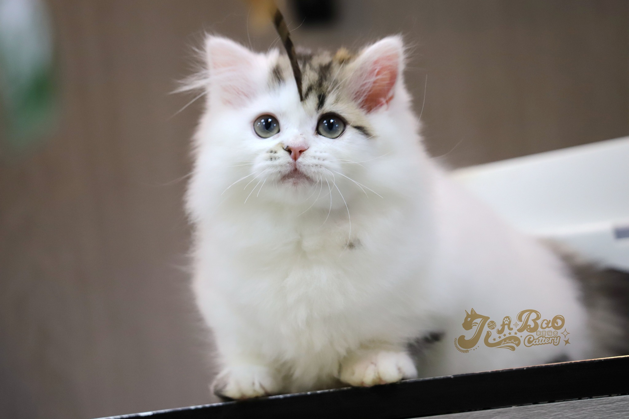 家寶寵物／棕虎斑多白小步舞曲