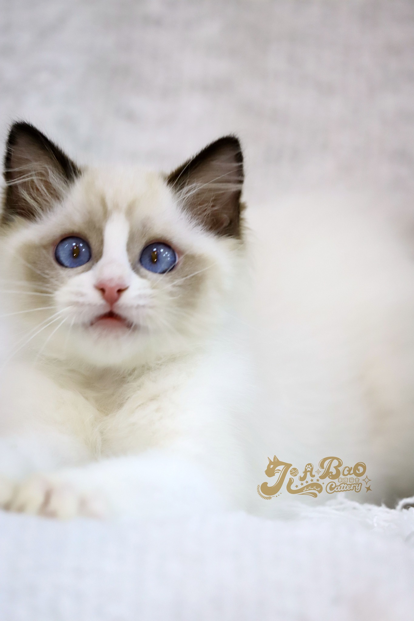 家寶寵物／海豹雙色布偶貓