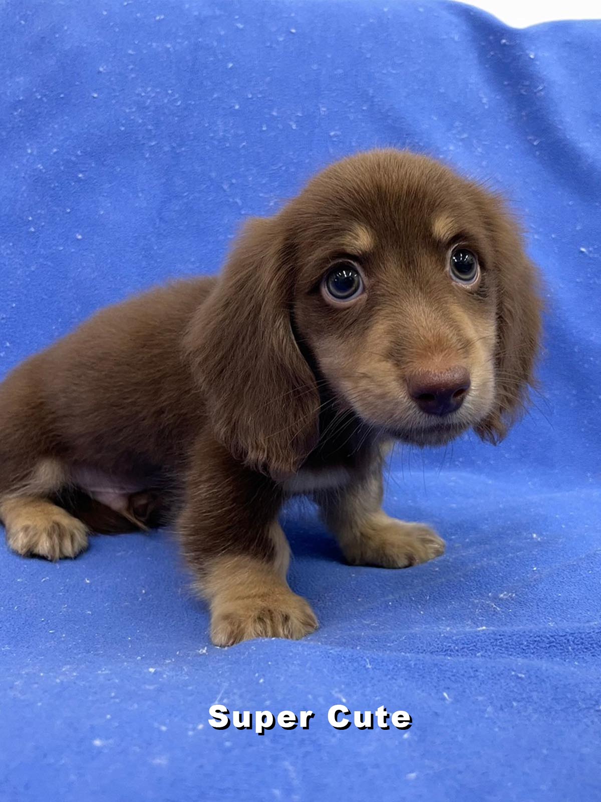 超可愛名犬社／巧奶長毛臘腸狗