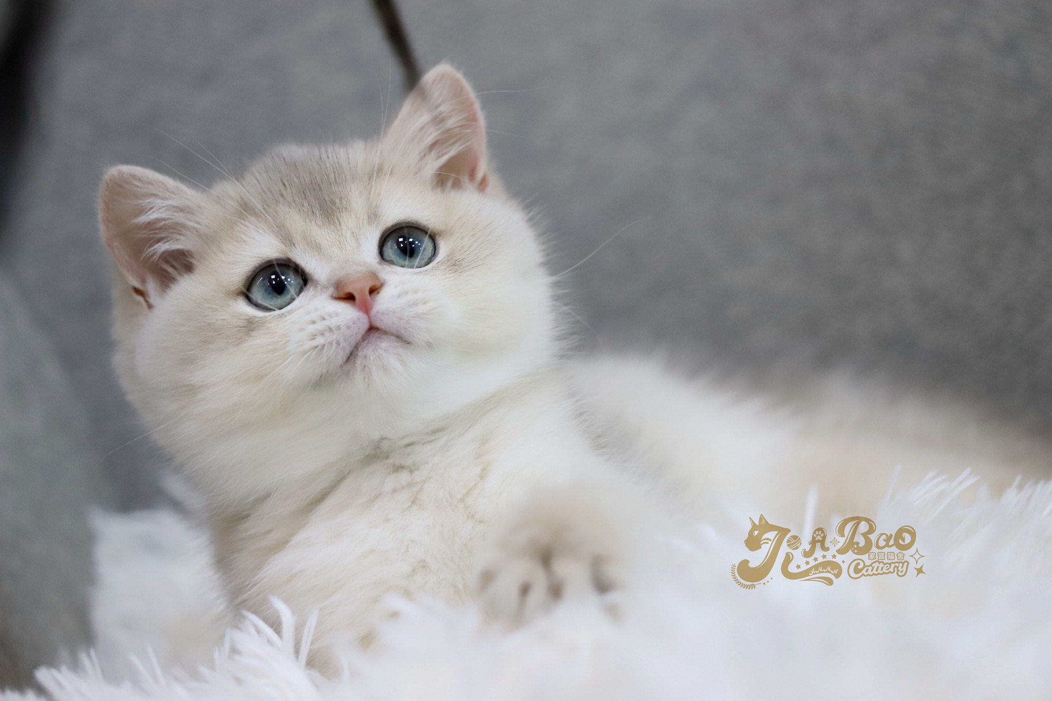 家寶寵物／藍金漸層色英國短毛貓