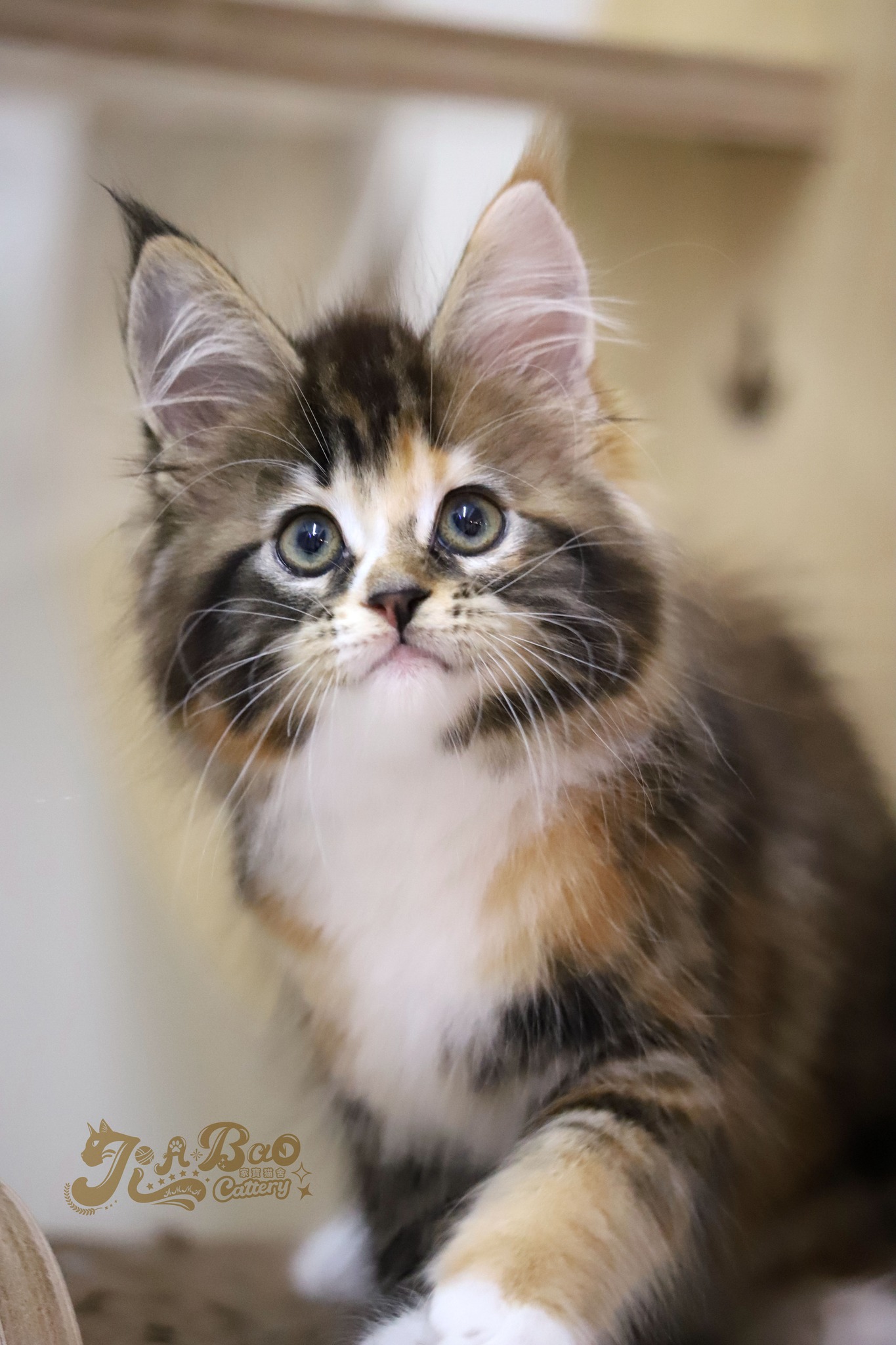 家寶寵物／黑三花緬因貓