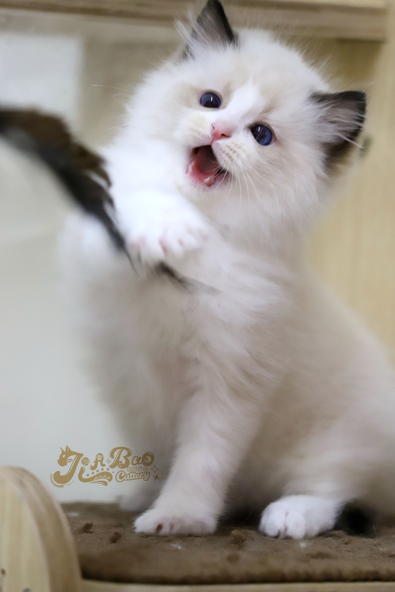 家寶寵物／海豹雙色布偶貓