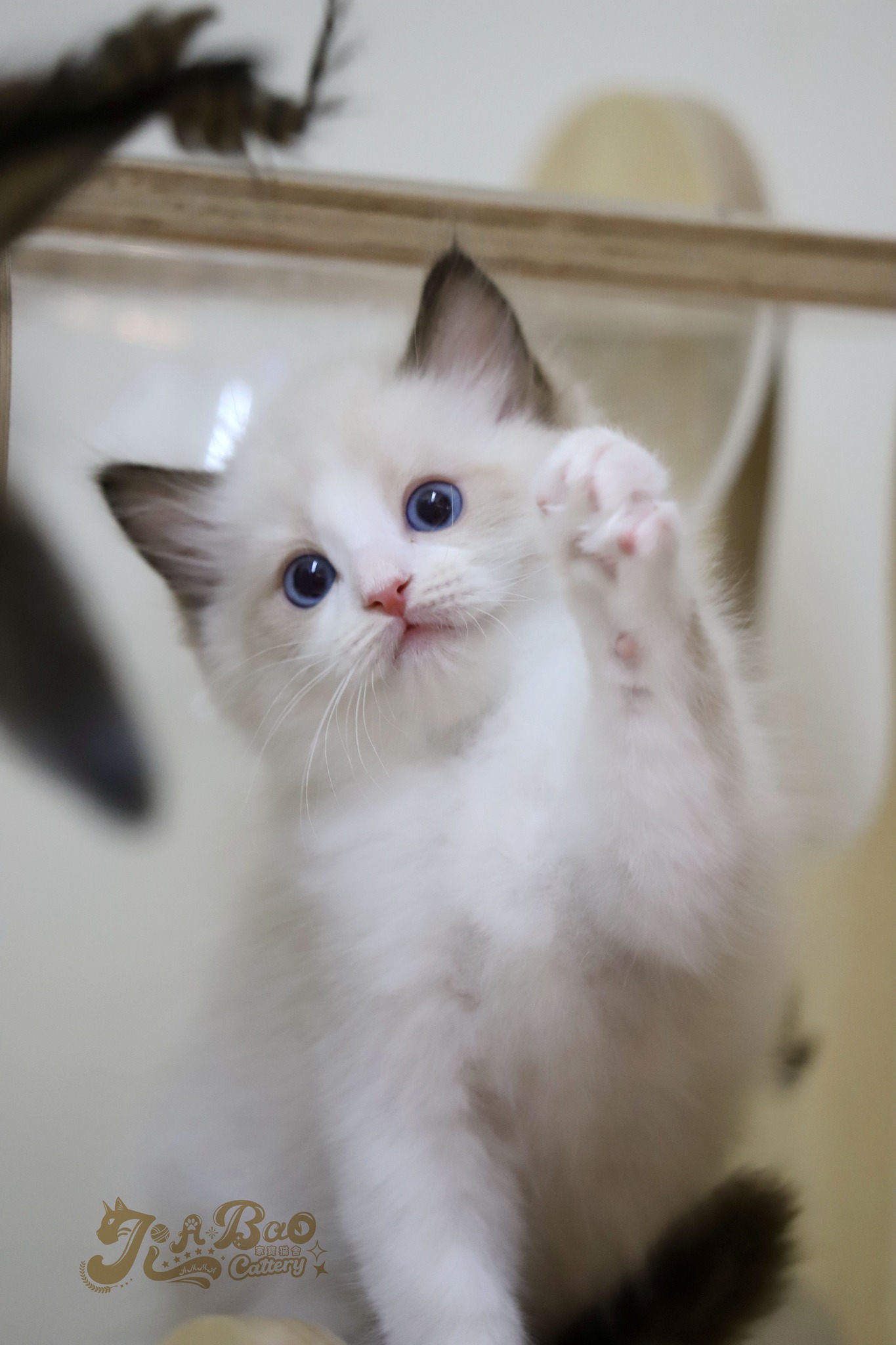 家寶寵物／海豹雙色布偶貓