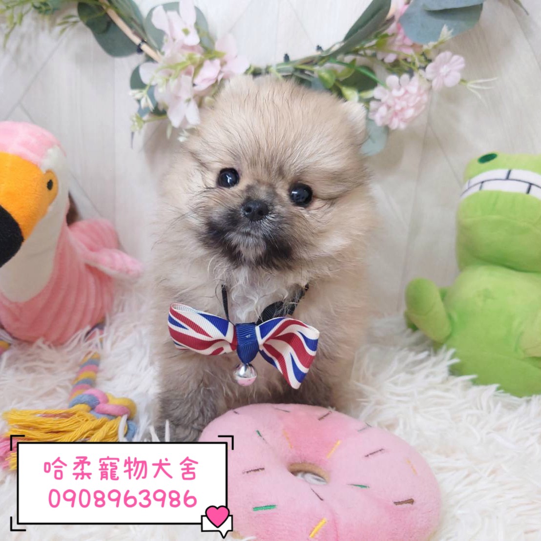 哈柔寵物犬舍／奶油博美