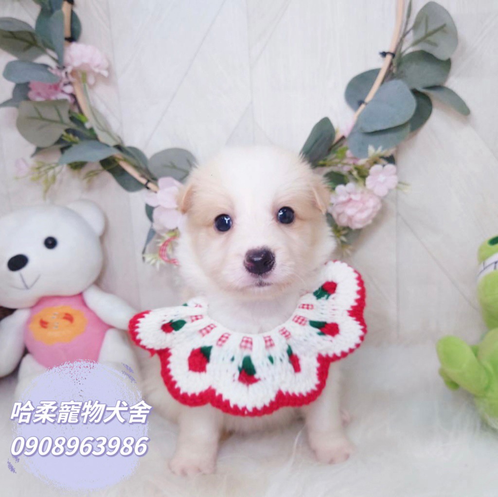 哈柔寵物犬舍／邊境牧羊犬