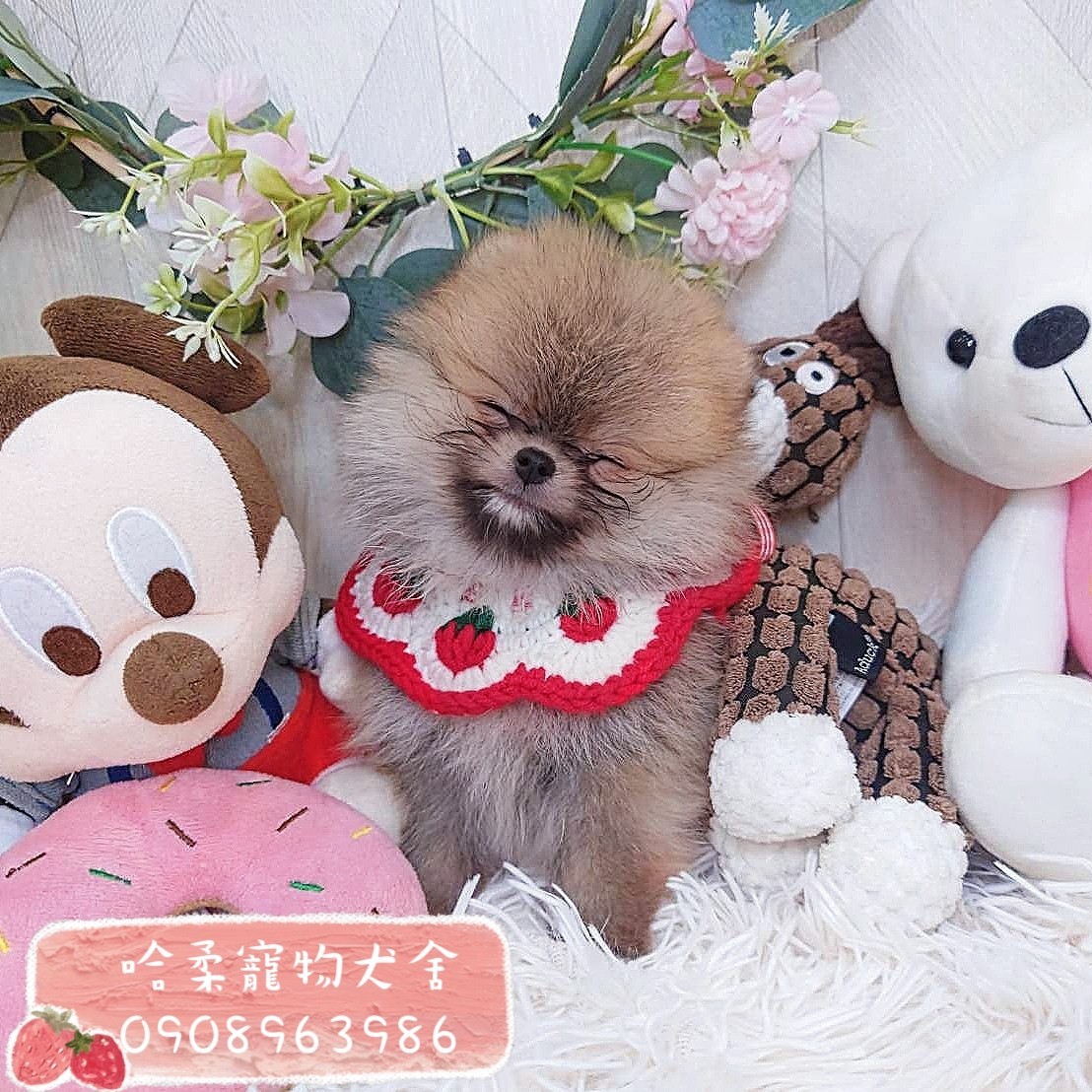 哈柔寵物犬舍／奶油博美