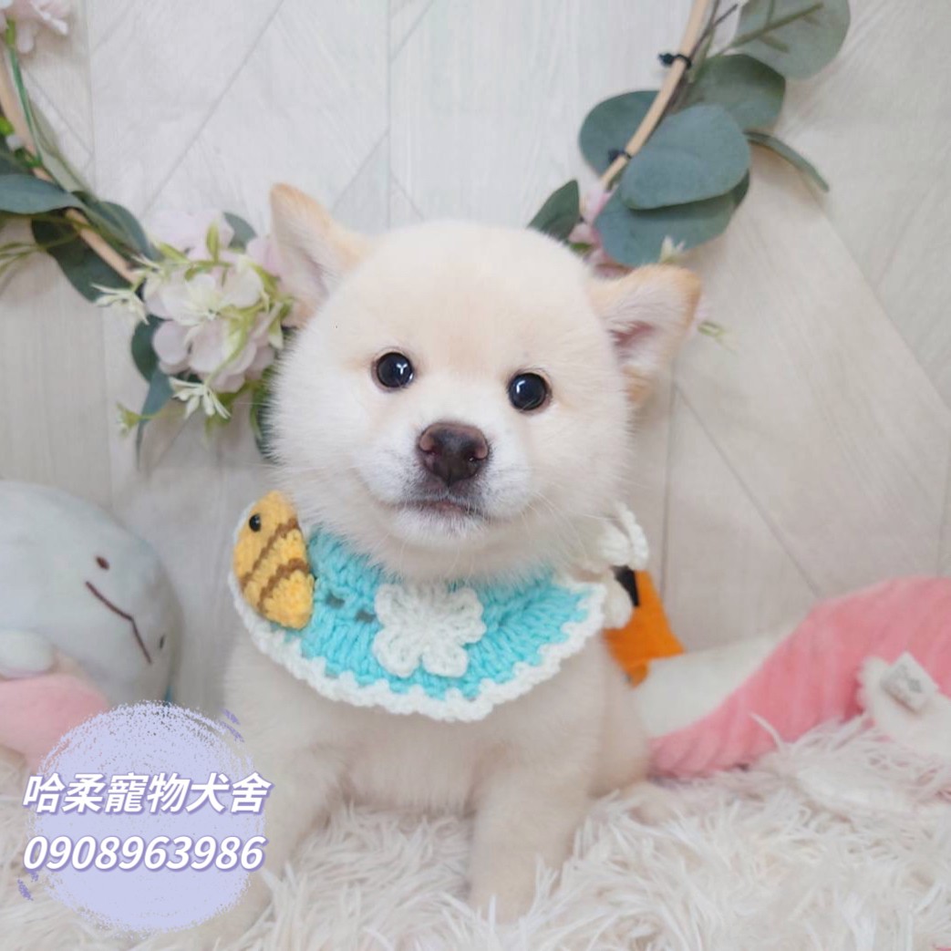 哈柔寵物犬舍／白色柴犬