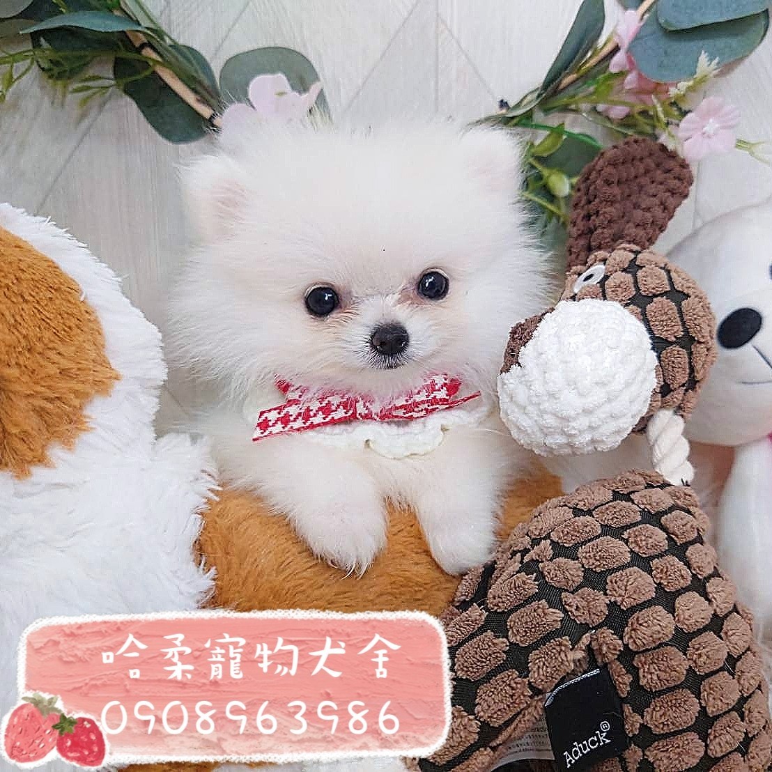 哈柔寵物犬舍／白博美