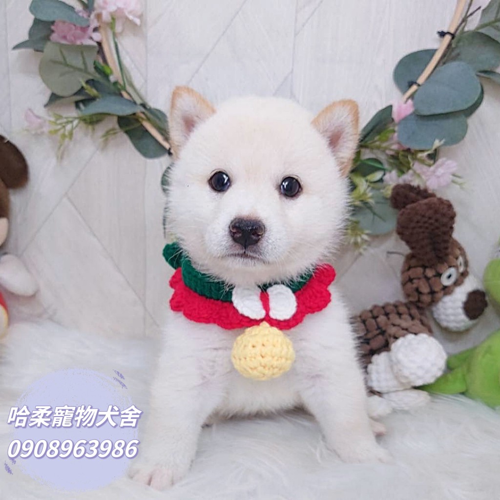 哈柔寵物犬舍／白色柴犬