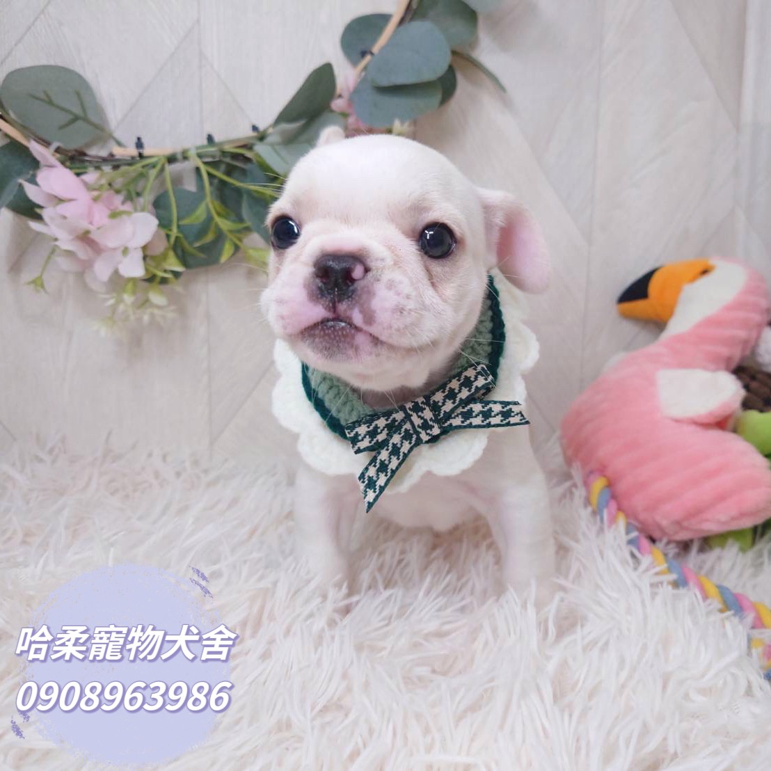 哈柔寵物犬舍／奶油花法鬥