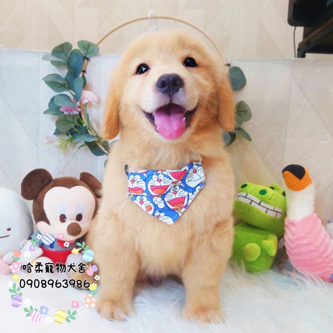 哈柔寵物犬舍／黃金獵犬