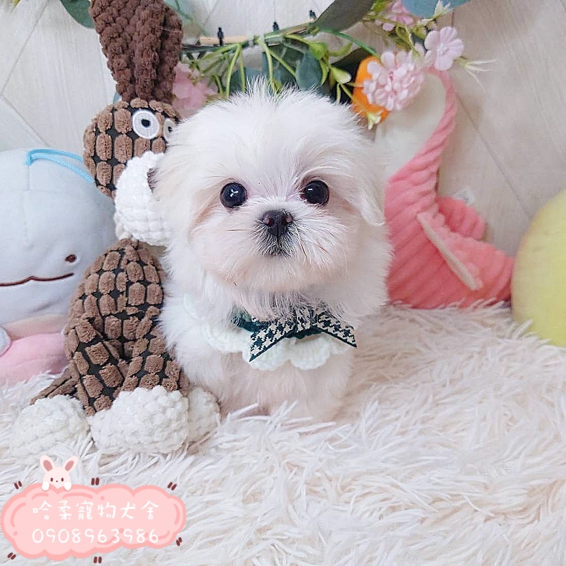 哈柔寵物犬舍／瑪爾濟斯