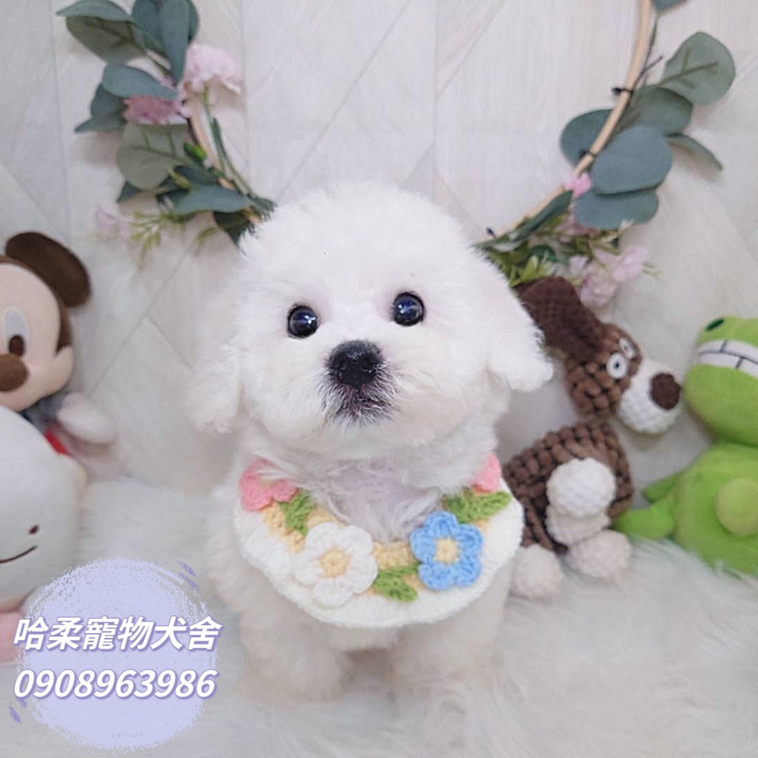 哈柔寵物犬舍／比熊犬