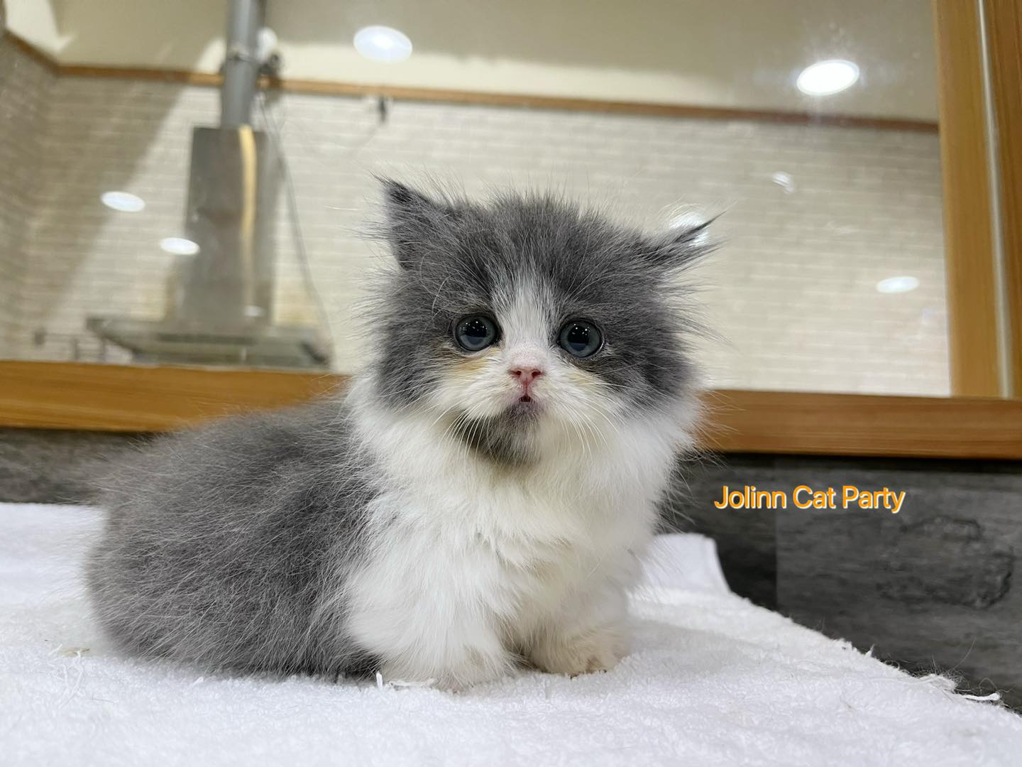 貓咪派對／藍白小步舞曲