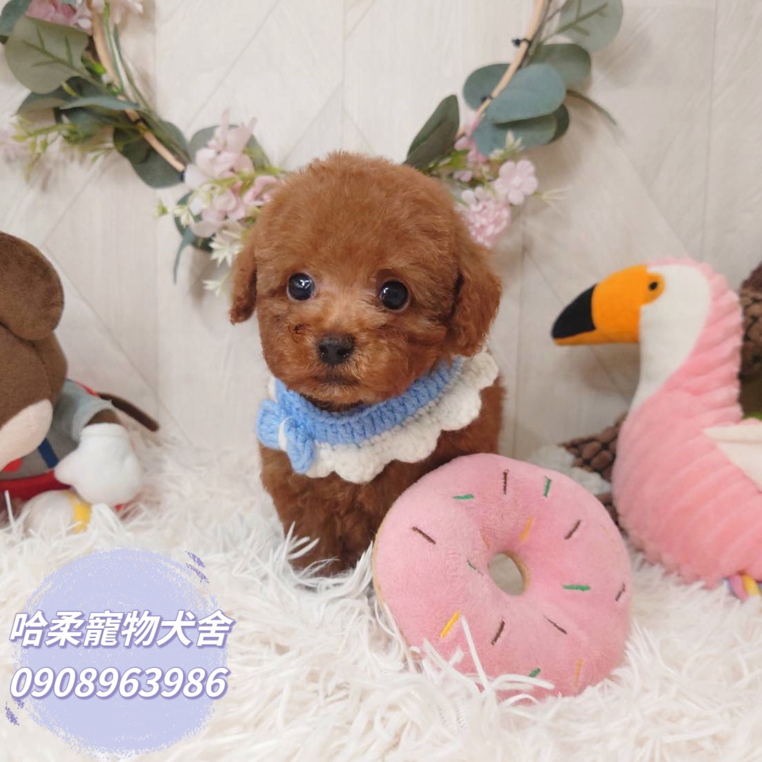 哈柔寵物犬舍／泰迪紅貴賓