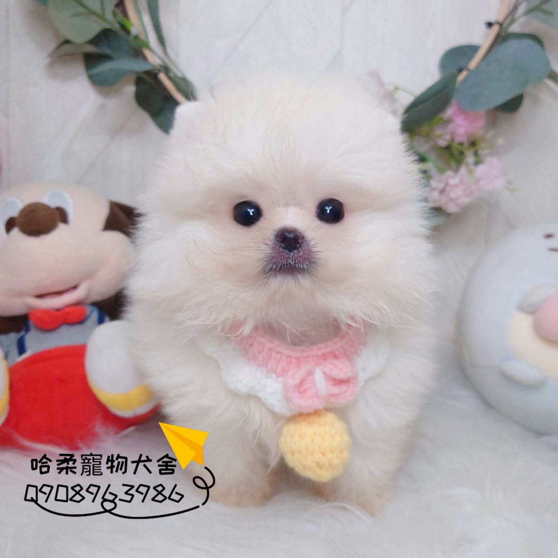 哈柔寵物犬舍／白博美