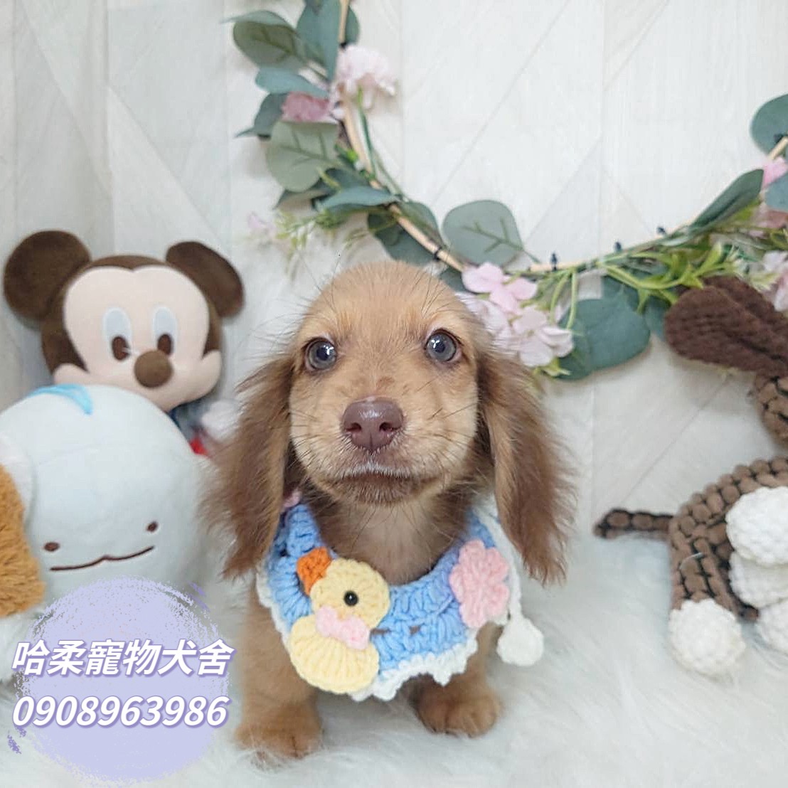 哈柔寵物犬舍／黑絲奶油長毛臘腸