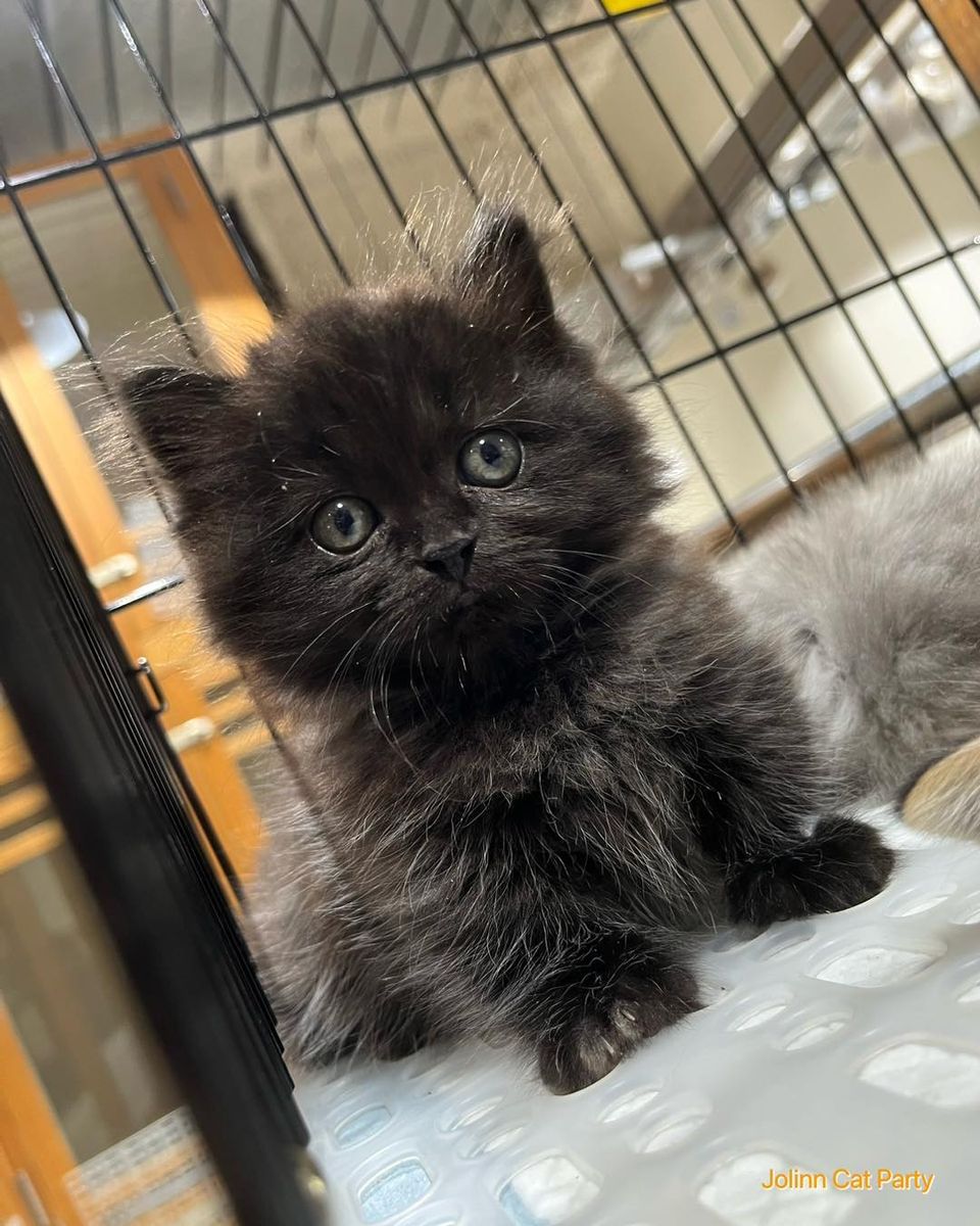 貓咪派對／黑色小步舞曲