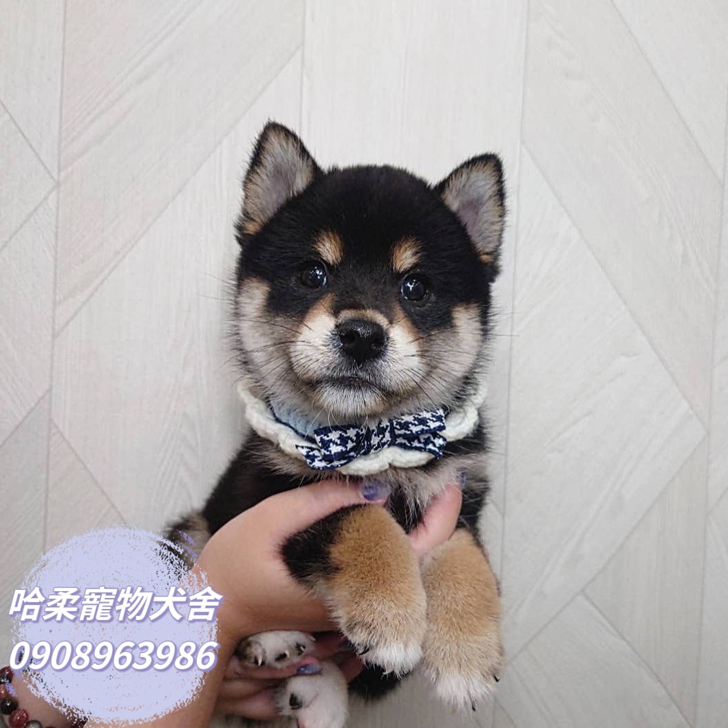 哈柔寵物犬舍／黑色柴犬
