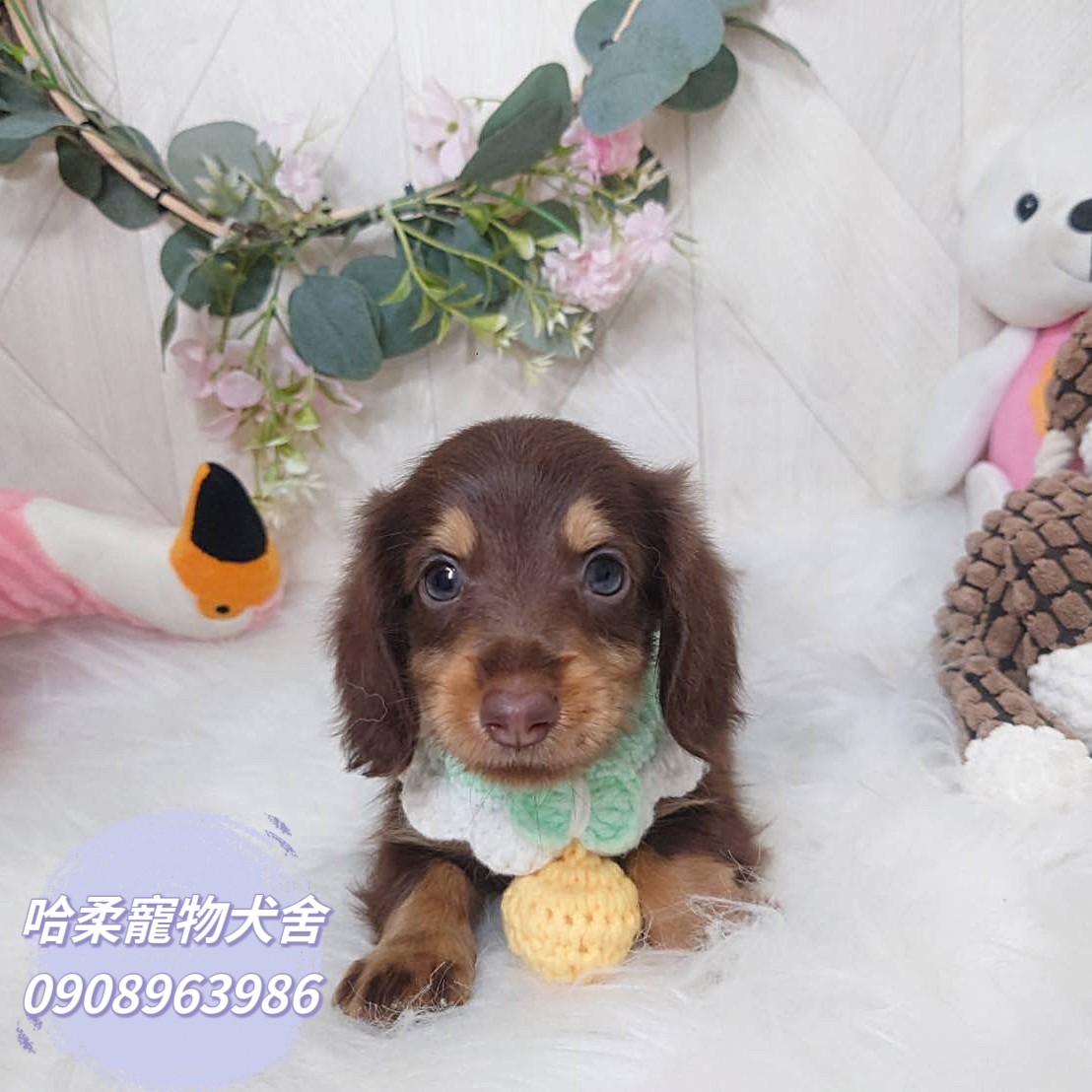 哈柔寵物犬舍／巧克力奶油長毛臘腸