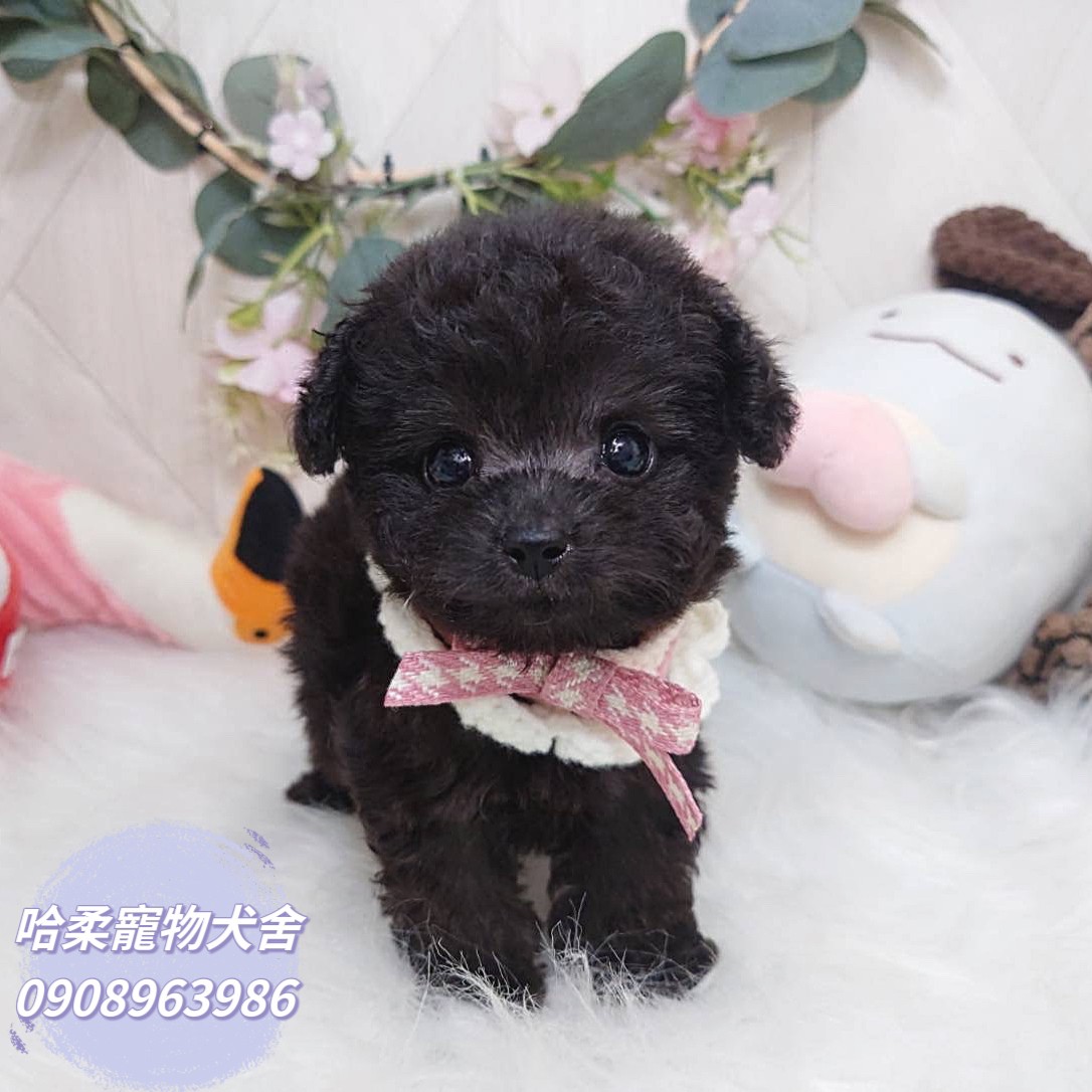 哈柔寵物犬舍／泰迪灰貴賓