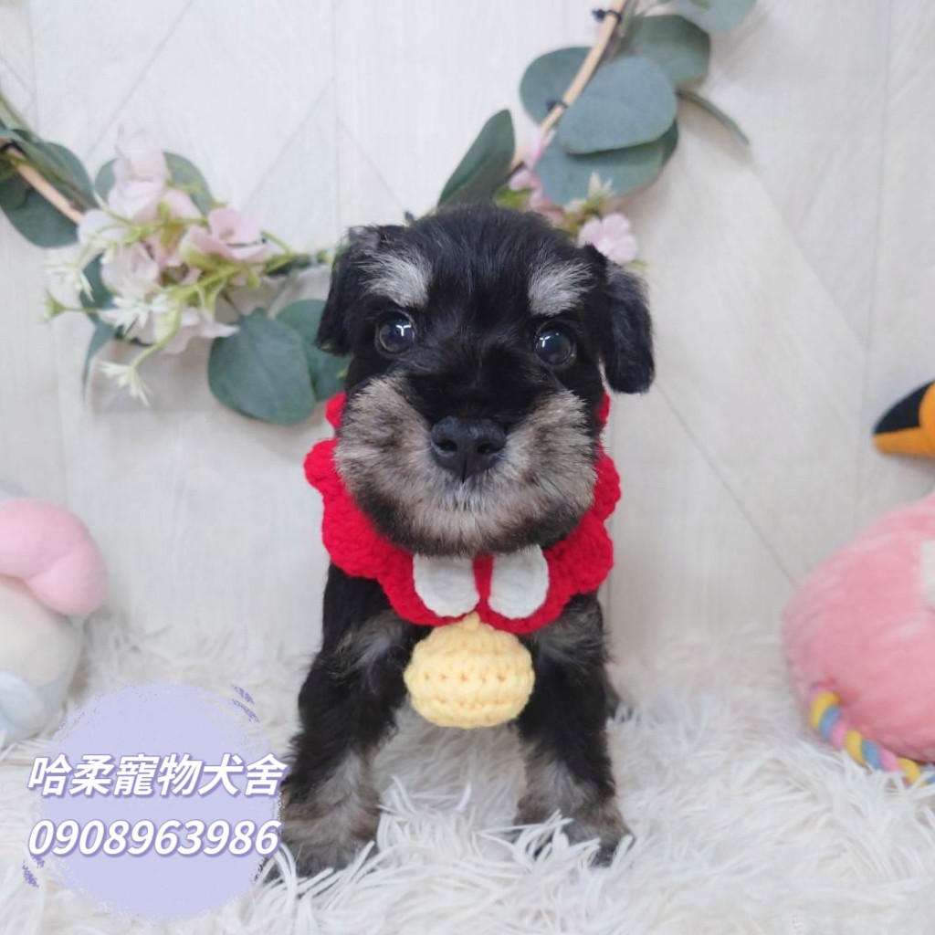 哈柔寵物犬舍／黑白色雪納瑞