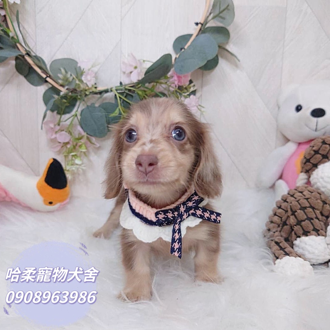 哈柔寵物犬舍／大理石色長毛臘腸