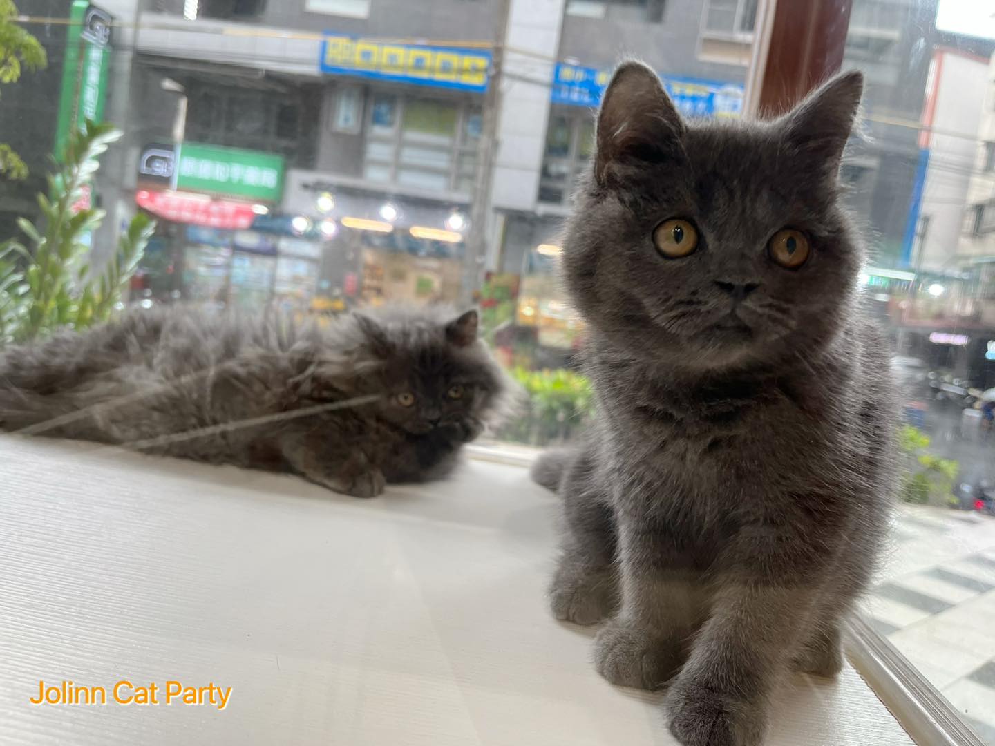 貓咪派對／藍色英國短毛貓 英國長毛貓