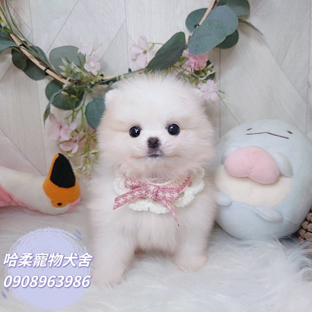 哈柔寵物犬舍／白博美