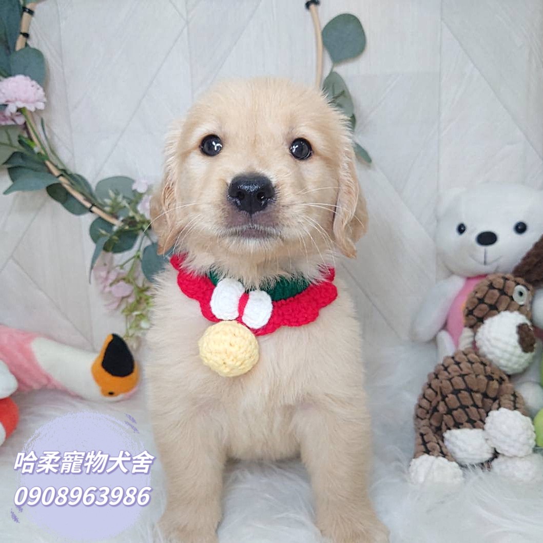 哈柔寵物犬舍／黃金獵犬