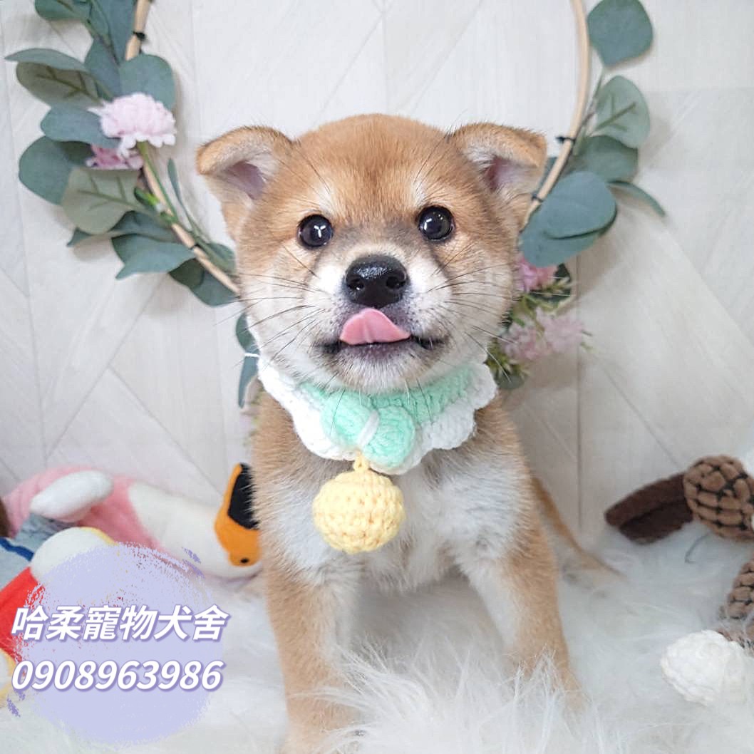 哈柔寵物犬舍／赤色柴犬