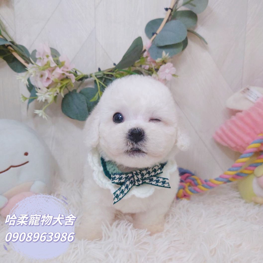 哈柔寵物犬舍／比熊犬