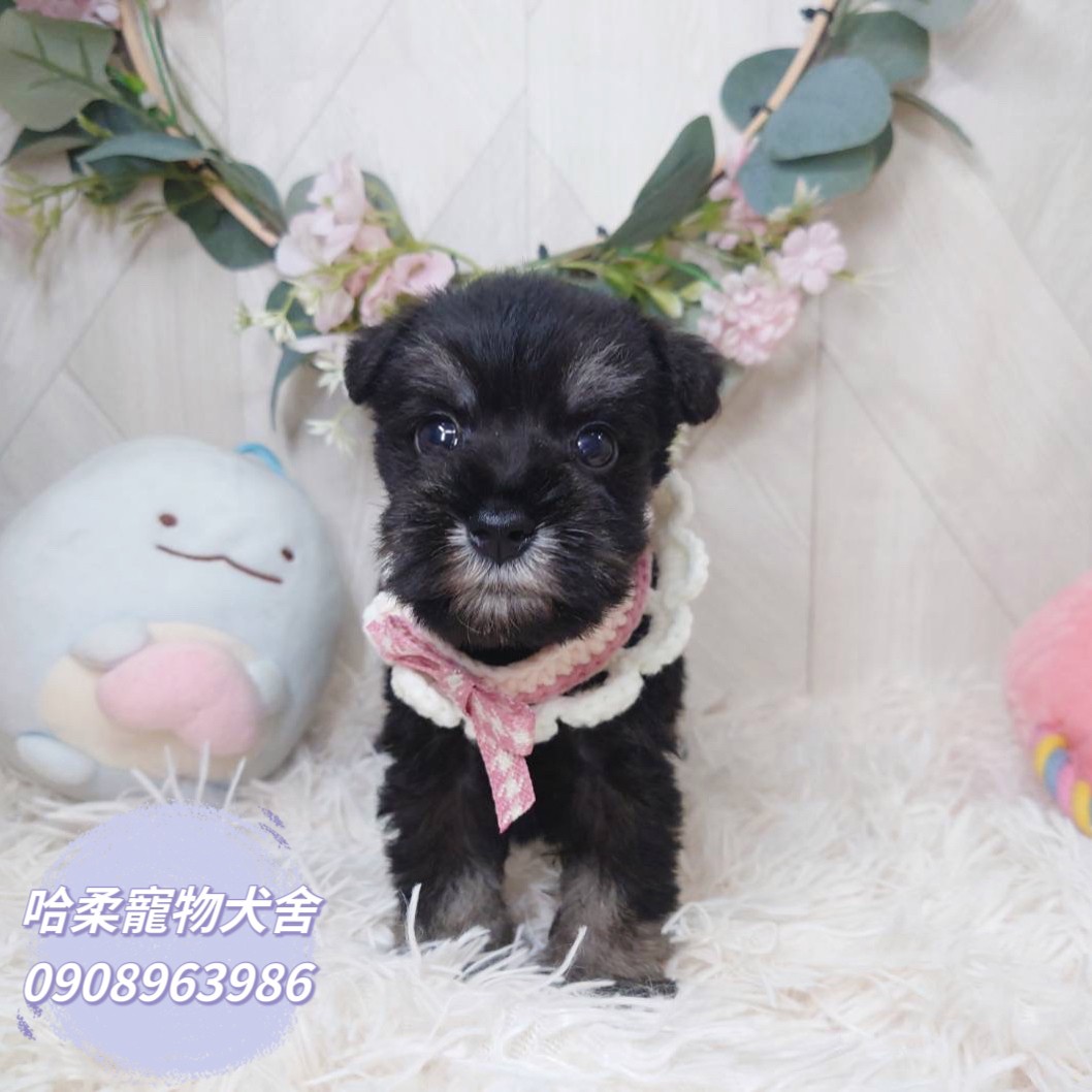 哈柔寵物犬舍／黑白色雪納瑞