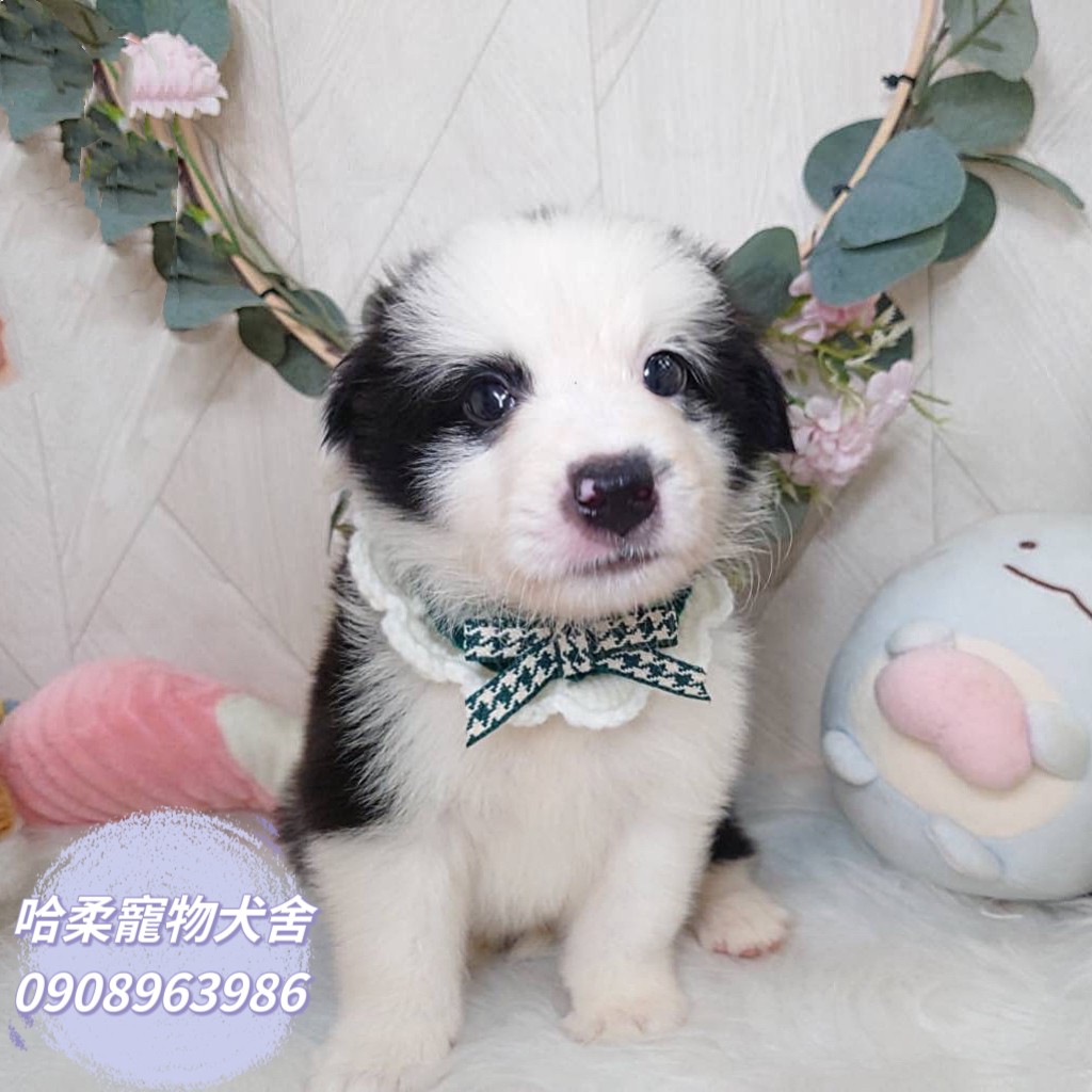 哈柔寵物犬舍／邊境牧羊犬