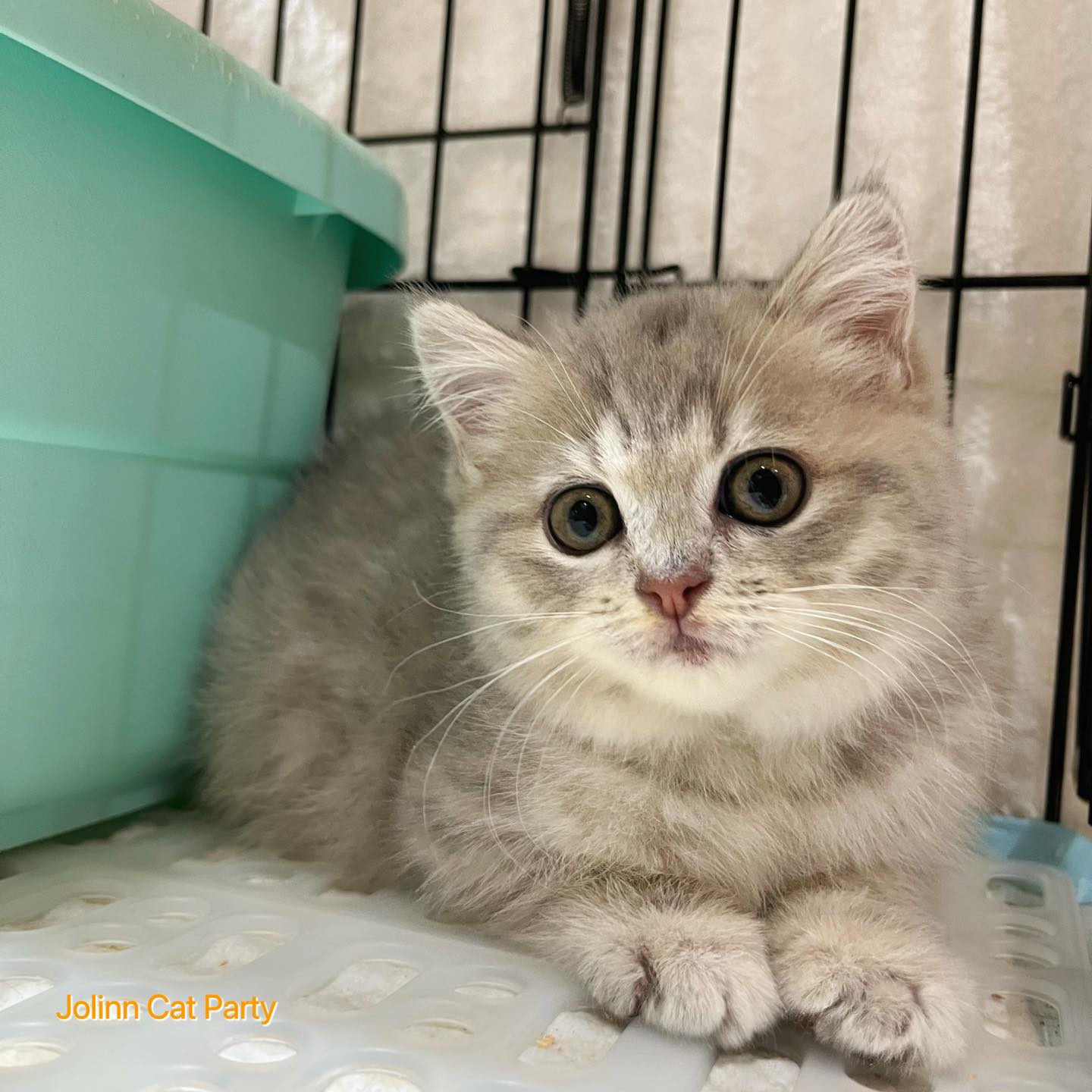 貓咪派對／藍奶油英國短毛貓