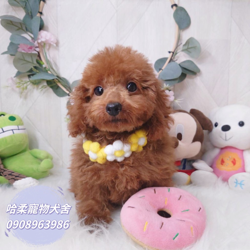 哈柔寵物犬舍／泰迪紅貴賓