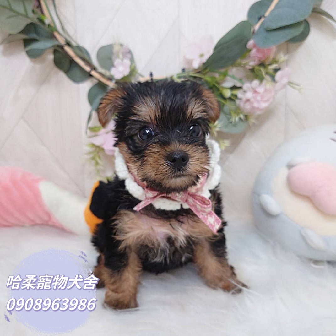 哈柔寵物犬舍／約克夏