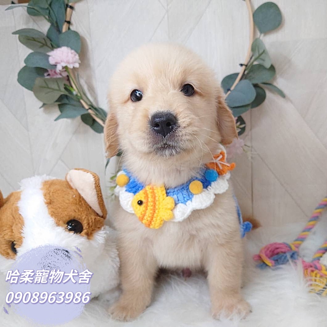 哈柔寵物犬舍／黃金獵犬