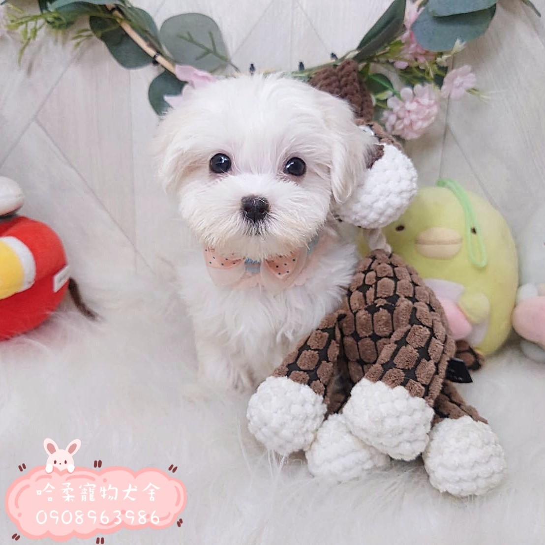 哈柔寵物犬舍／瑪爾濟斯