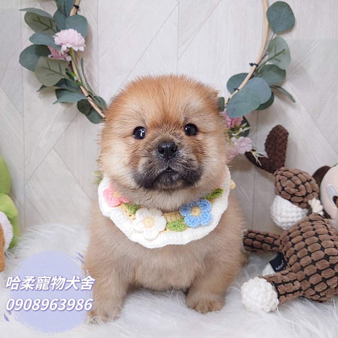 哈柔寵物犬舍／紅棕色鬆獅犬