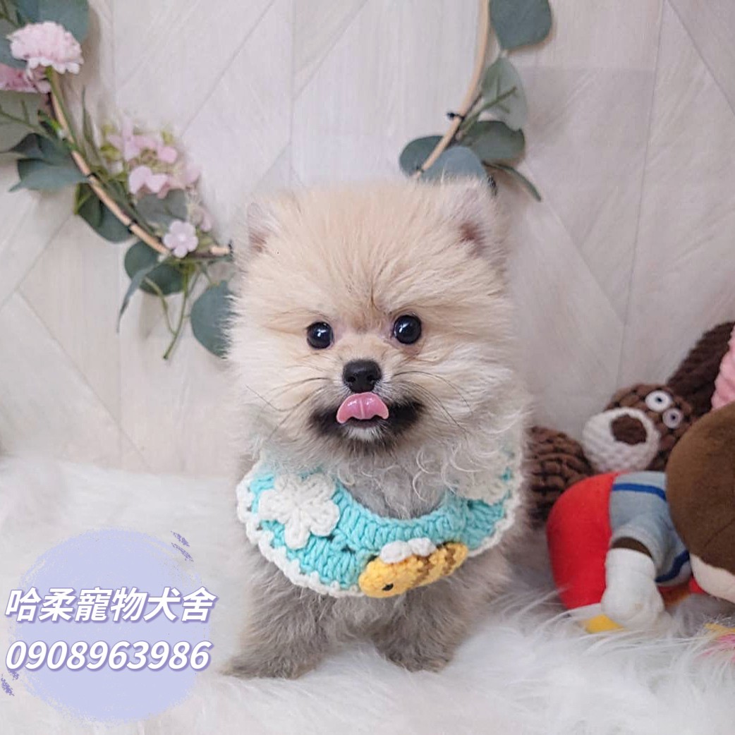 哈柔寵物犬舍／奶油博美