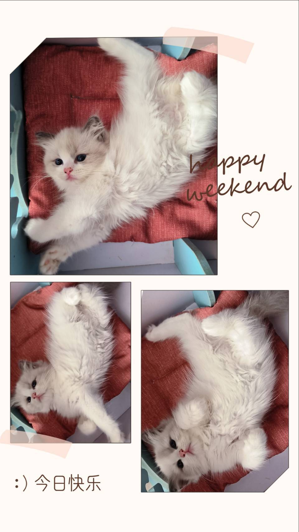 蘋果樹下的布偶貓／布偶貓