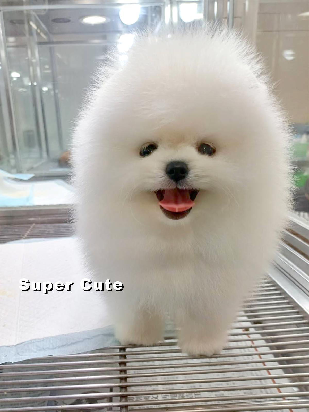 超可愛名犬社／博美犬