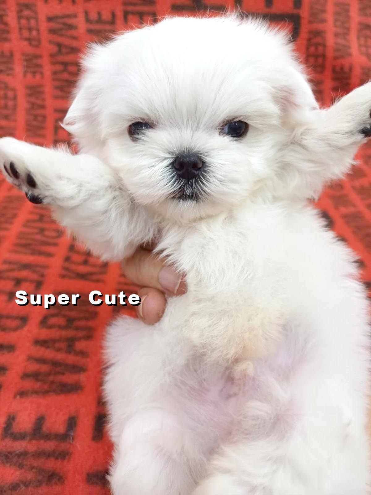 超可愛名犬社／馬爾濟斯