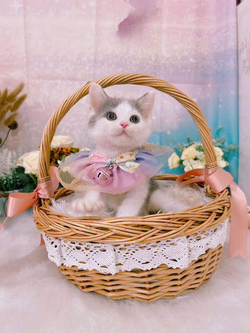 星光貓舍／藍白賓士英國短毛貓