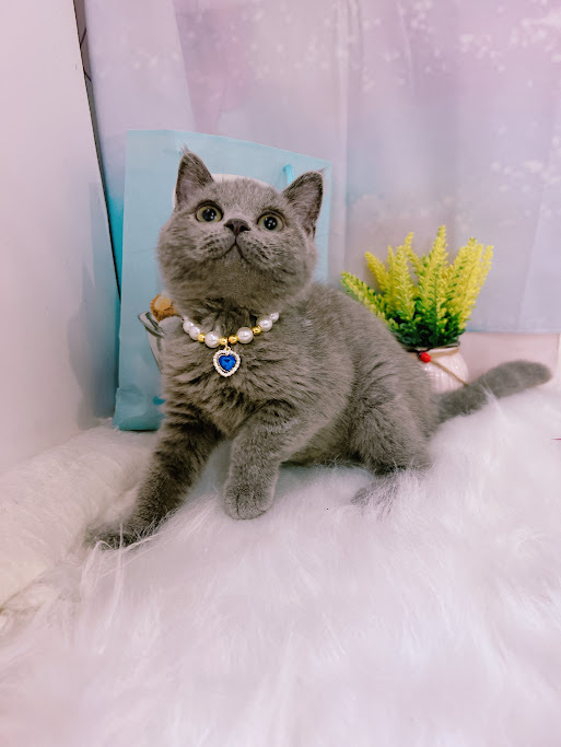 星光貓舍／梵色重點白非標準曼赤肯