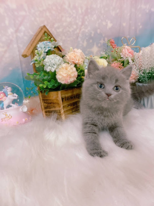 星光貓舍／藍色英國短毛貓