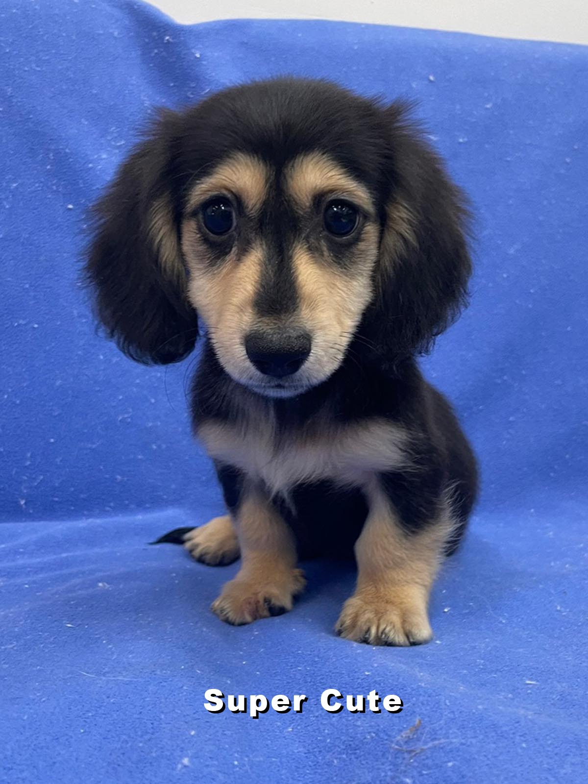 超可愛名犬社／黑奶長毛臘腸